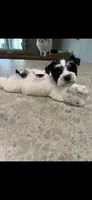 Sugar, a female Miniature Schnauzer for sale in West Green, GA – 1 of 2