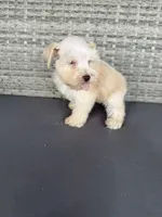 Bruno, a male Miniature Schnauzer for sale in West Green, GA – 3 of 3