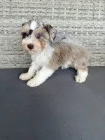 Spot, a male Miniature Schnauzer for sale in West Green, GA – 3 of 3