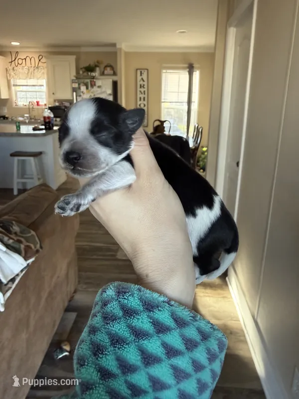 Roam – Miniature Schnauzer puppy for sale in West Green, GA