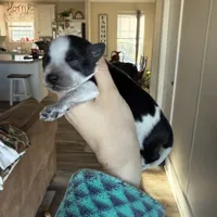 Roam, a male Miniature Schnauzer for sale in West Green, GA – 1 of 1