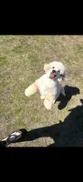 Peaches , a female Poodle - Toy  for sale in West Green, GA – 7 of 7