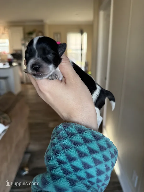 Joe – Miniature Schnauzer puppy for sale in West Green, GA