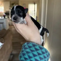 Joe, a male Miniature Schnauzer for sale in West Green, GA – 1 of 1