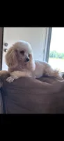 Peaches , a female Poodle - Toy  for sale in West Green, GA – 6 of 7