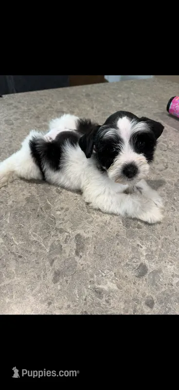 Pumpkin  – Miniature Schnauzer puppy for sale in West Green, GA