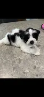 Pumpkin , a female Miniature Schnauzer for sale in West Green, GA – 1 of 2