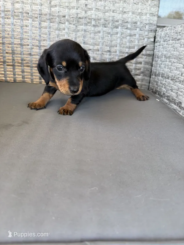 Susie  – Miniature Dachshund puppy for sale in West Green, GA