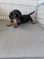 Susie , a female Miniature Dachshund for sale in West Green, GA – 1 of 1