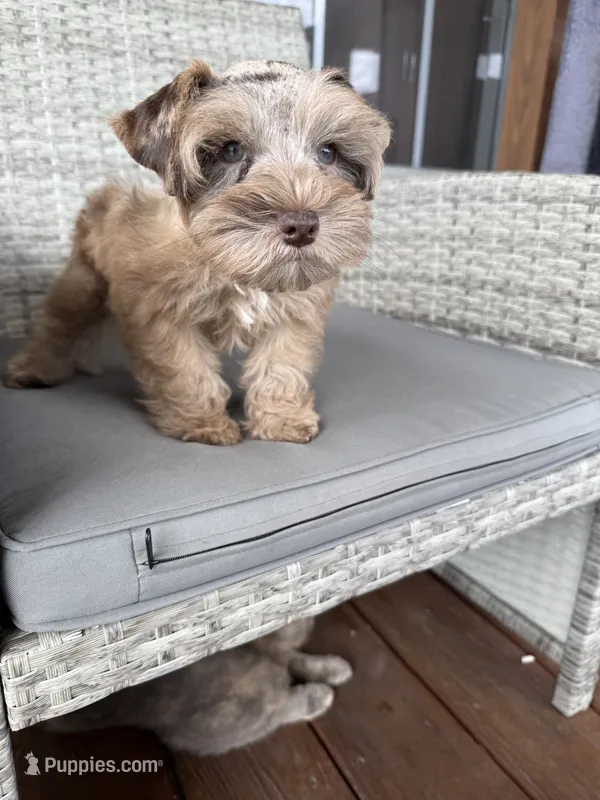 Liver  – Miniature Schnauzer puppy for sale in West Green, GA