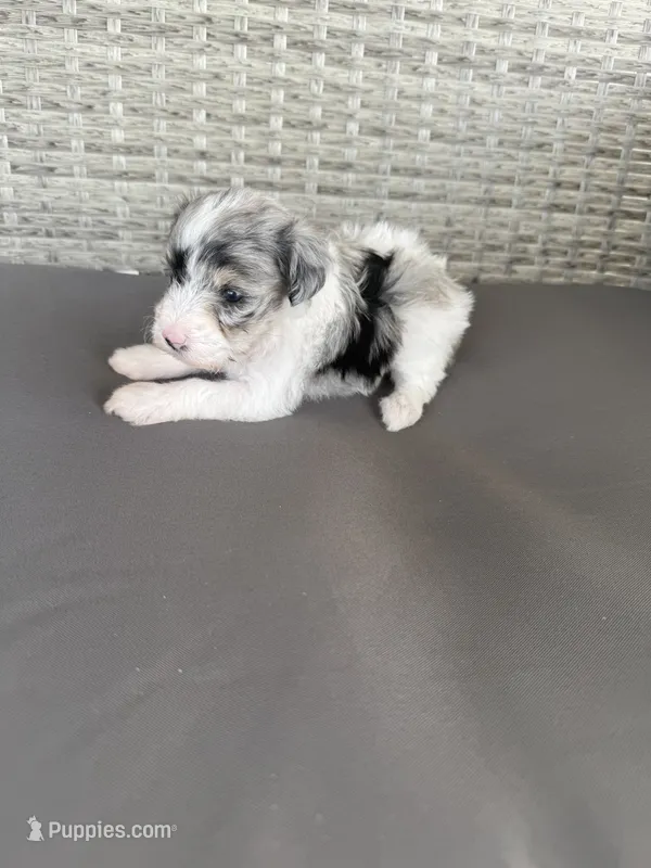 Merle – Miniature Schnauzer puppy for sale in West Green, GA