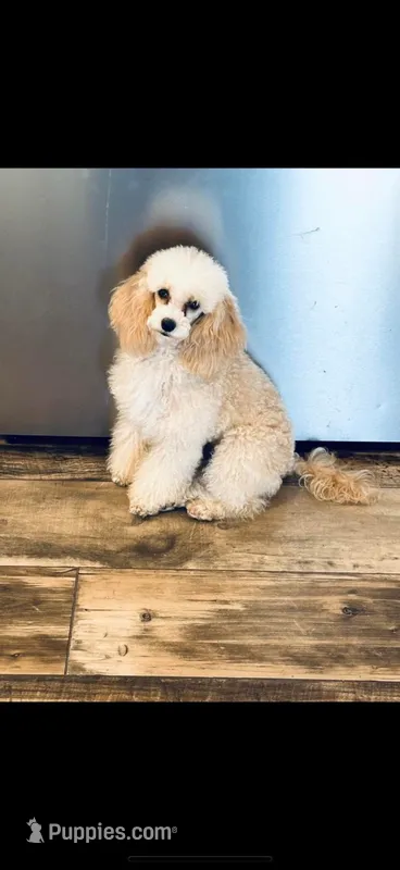 Peaches  – Poodle - Toy  puppy for sale in West Green, GA
