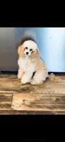 Peaches , a female Poodle - Toy  for sale in West Green, GA – 1 of 7