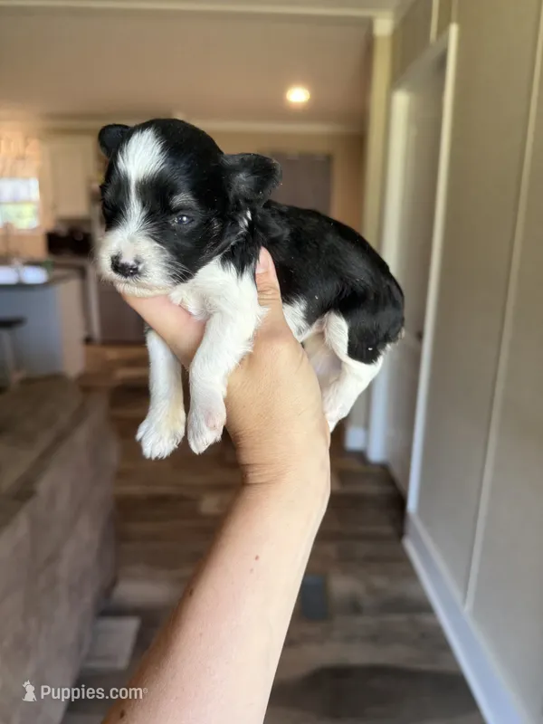 Oreo  – Miniature Schnauzer puppy for sale in West Green, GA