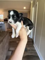 Oreo , a female Miniature Schnauzer for sale in West Green, GA – 1 of 1