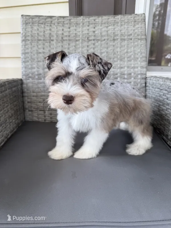 Spot – Miniature Schnauzer puppy for sale in West Green, GA