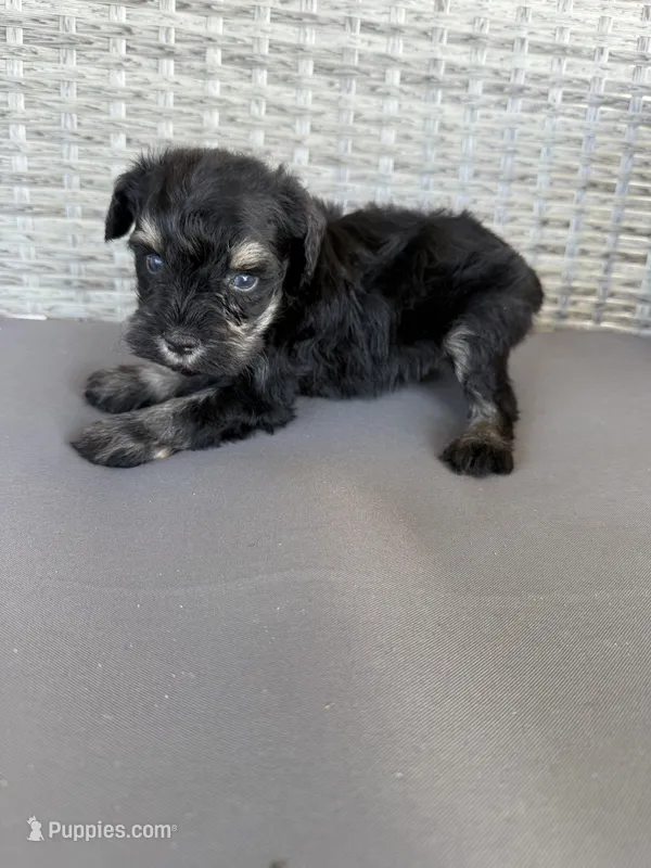Rosco – Miniature Schnauzer puppy for sale in West Green, GA