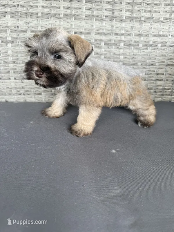 Lulu – Miniature Schnauzer puppy for sale in West Green, GA
