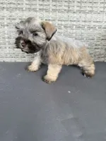 Lulu, a female Miniature Schnauzer for sale in West Green, GA – 1 of 1