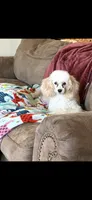Peaches , a female Poodle - Toy  for sale in West Green, GA – 2 of 7