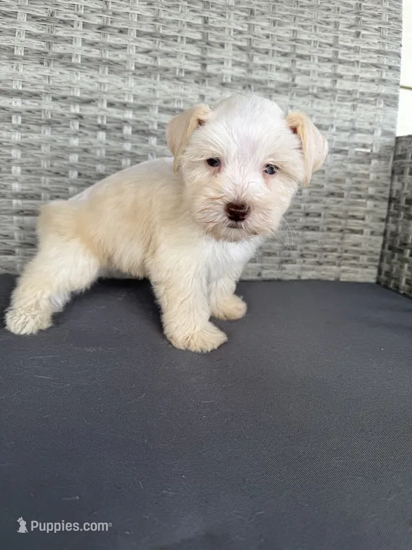 Bruno – Miniature Schnauzer puppy for sale in West Green, GA
