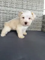 Bruno, a male Miniature Schnauzer for sale in West Green, GA – 1 of 3