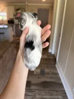 Merle, a female Miniature Schnauzer for sale in West Green, GA – 2 of 2