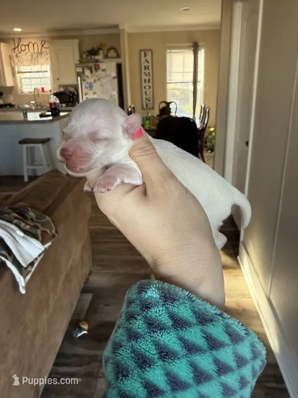 Snowflake – Miniature Schnauzer puppy for sale in West Green, GA