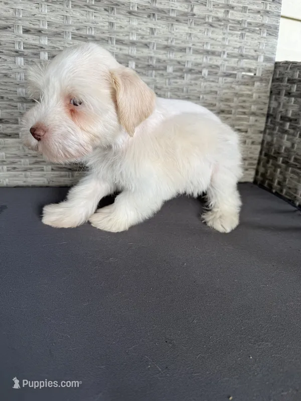Cream  – Miniature Schnauzer puppy for sale in West Green, GA