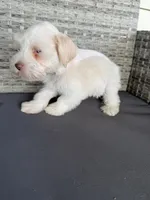 Cream , a female Miniature Schnauzer for sale in West Green, GA – 1 of 2
