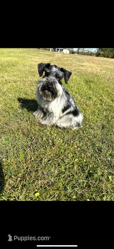 Rooster – Miniature Schnauzer puppy for sale in West Green, GA