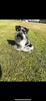Rooster, a male Miniature Schnauzer for sale in West Green, GA – 1 of 3