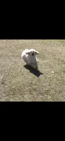 Peaches , a female Poodle - Toy  for sale in West Green, GA – 4 of 7