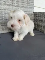 Cream , a female Miniature Schnauzer for sale in West Green, GA – 2 of 2