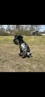 Rooster, a male Miniature Schnauzer for sale in West Green, GA – 3 of 3
