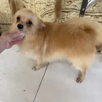 Gigit, a female Pomeranian for sale in West Green, GA – 3 of 3