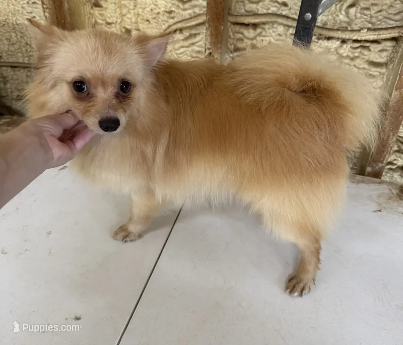 Gigit – Pomeranian puppy for sale in West Green, GA