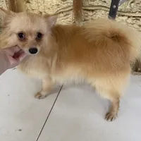 Gigit, a female Pomeranian for sale in West Green, GA – 1 of 3