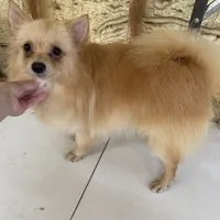 Gigit, a female Pomeranian for sale in West Green, GA – 2 of 3