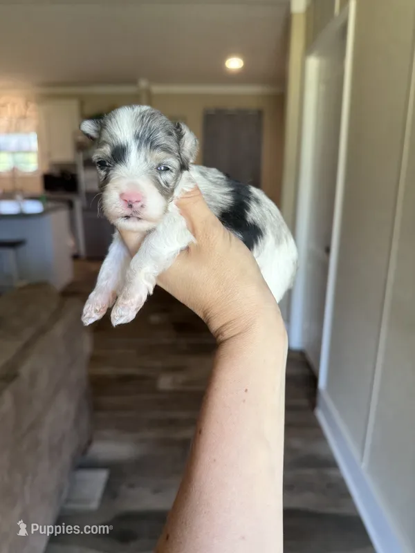 Merle – Miniature Schnauzer puppy for sale in West Green, GA