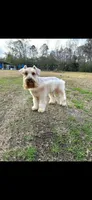 Homer, a male Miniature Schnauzer for sale in West Green, GA – 3 of 3