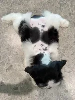 Pumpkin , a female Miniature Schnauzer for sale in West Green, GA – 2 of 2