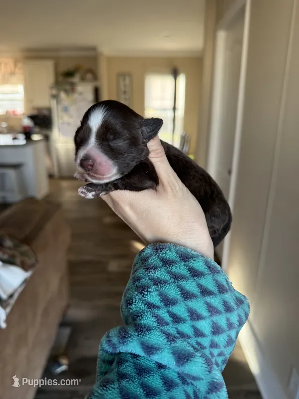 Liver – Miniature Schnauzer puppy for sale in West Green, GA