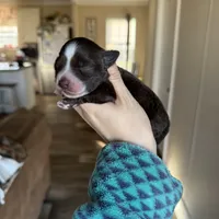 Liver, a male Miniature Schnauzer for sale in West Green, GA – 1 of 1
