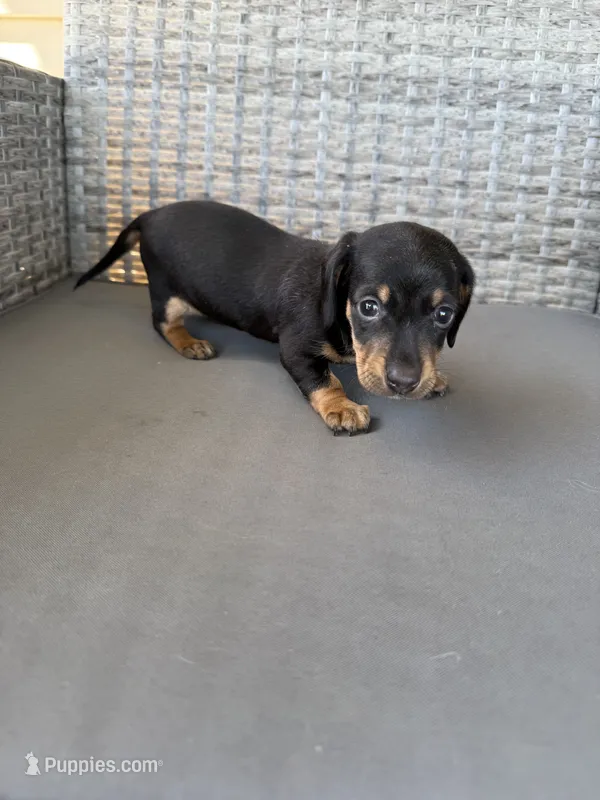 Lucy  – Miniature Dachshund puppy for sale in West Green, GA