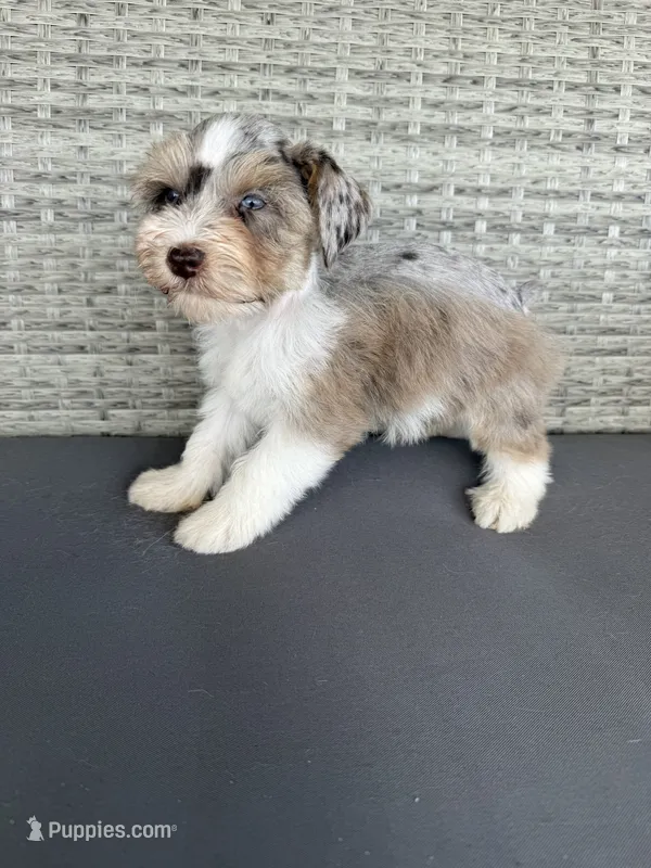 Spot – Miniature Schnauzer puppy for sale in West Green, GA
