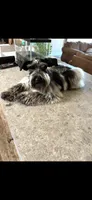 Rooster, a male Miniature Schnauzer for sale in West Green, GA – 2 of 3