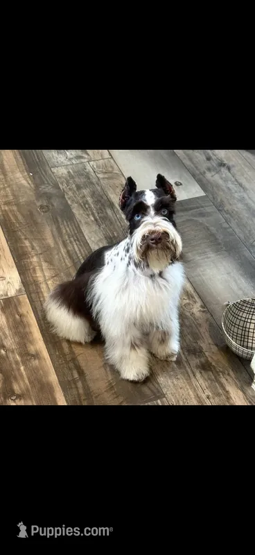 Toby – Miniature Schnauzer puppy for sale in West Green, GA