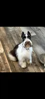 Toby, a male Miniature Schnauzer for sale in West Green, GA – 1 of 1