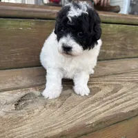 Baby girl, a female Poodle - Toy  for sale in West Green, GA – 8 of 10